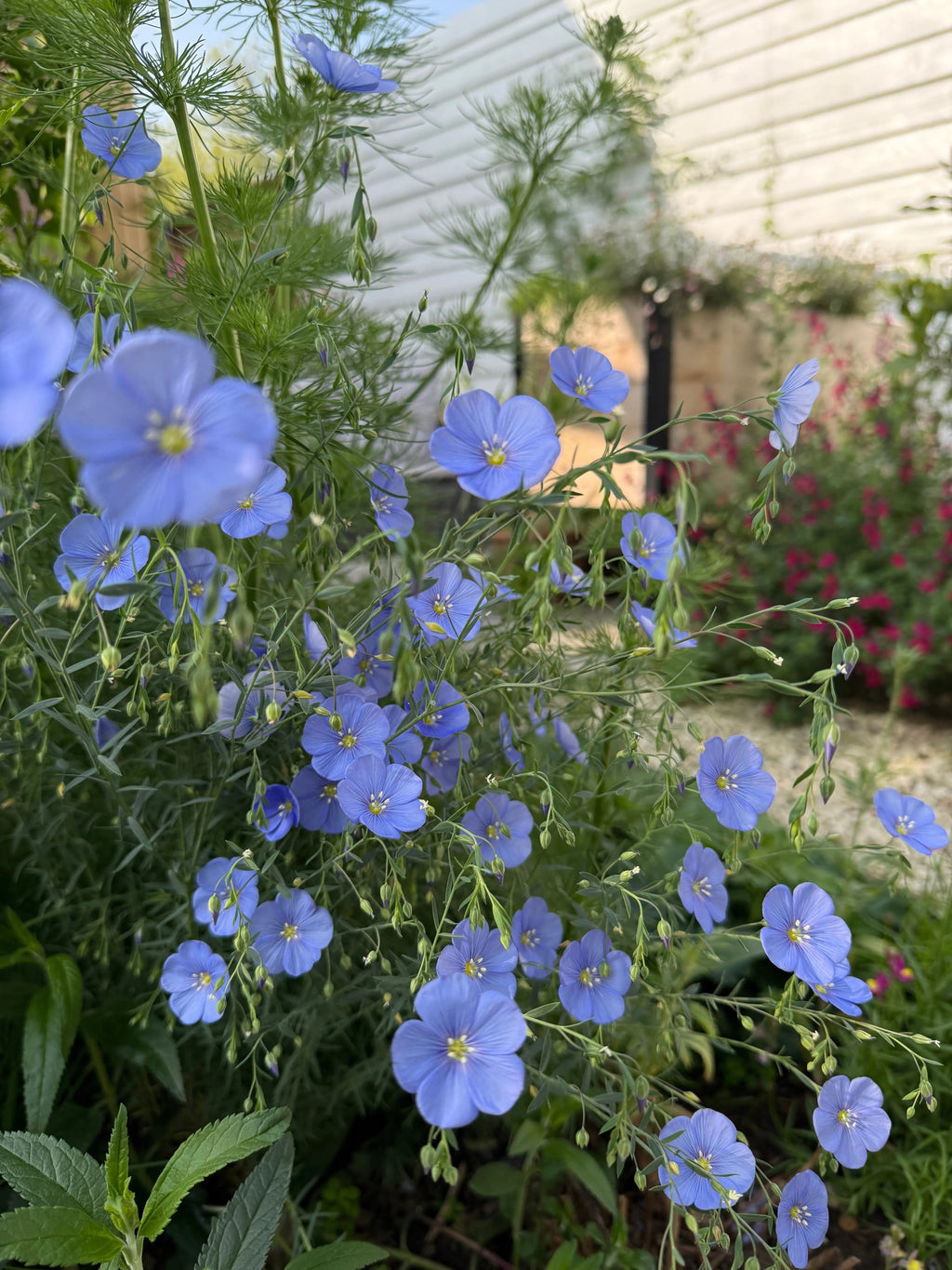 Linum Blue Flax – blue flowers on slender green stems with fine, narrow leaves