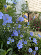 Linum Blue Flax – blue flowers on slender green stems with fine, narrow leaves