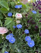 Linum Blue Flax beside pale pink roses and deep purple flowers in a garden border