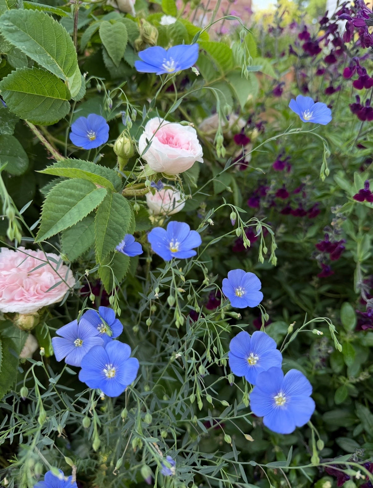 Linum Blue Flax beside pale pink roses and deep purple flowers in a garden border