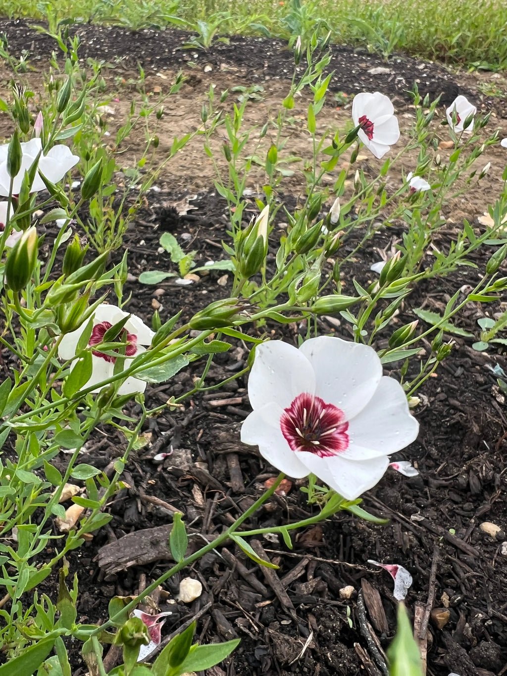 White Linum Bright Eyes flowers with dark red centres on green stems in a mulched bed