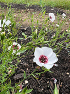 White Linum Bright Eyes flowers with dark red centres on green stems in a mulched bed