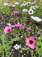 Linum Bright Eyes pink and white blooms on green stems above dark soil