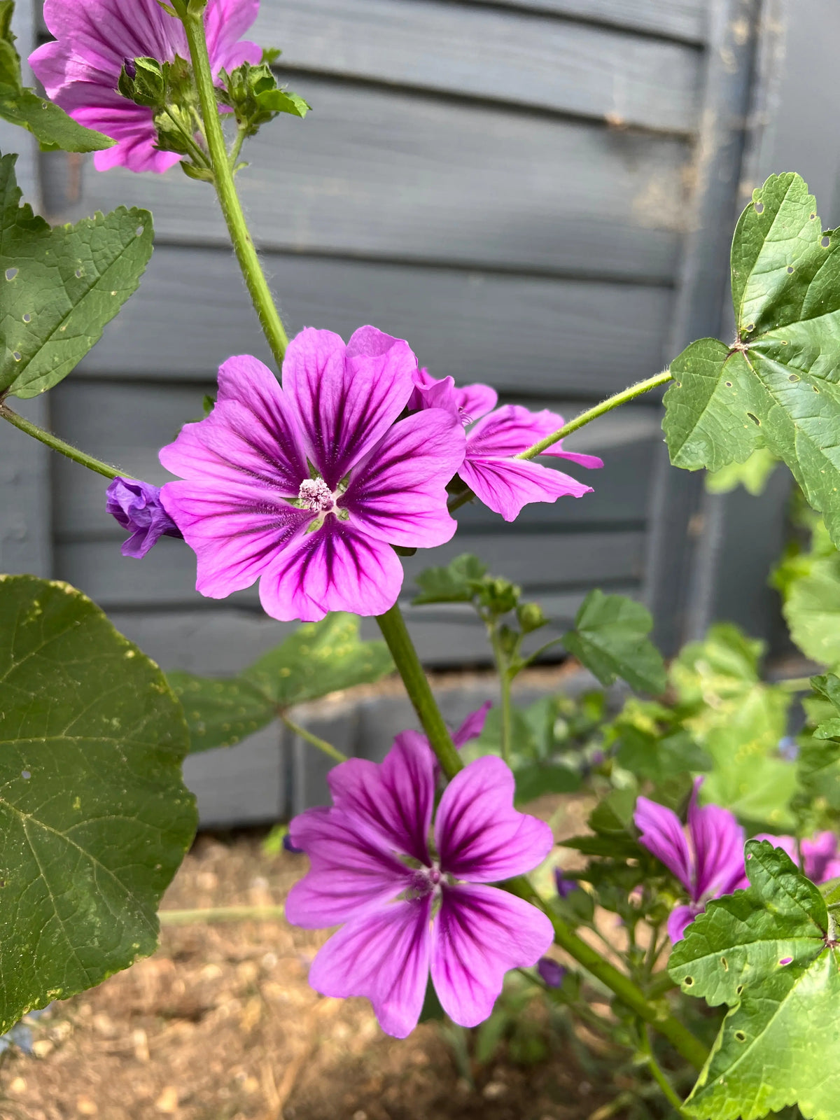 Malva Mystic Merlin purple blooms with dark veins against a grey wooden fence