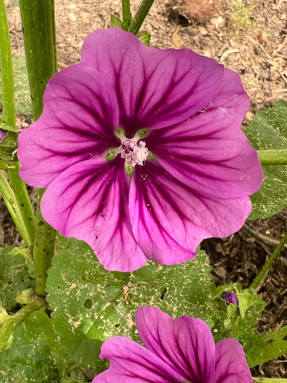 Deep violet Malva Mystic Merlin flowers with dark veining above spotted green leaves