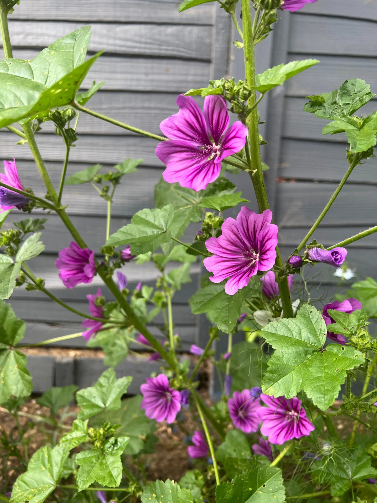 Tall Malva Mystic Merlin plant with violet flowers and buds in front of a grey fence