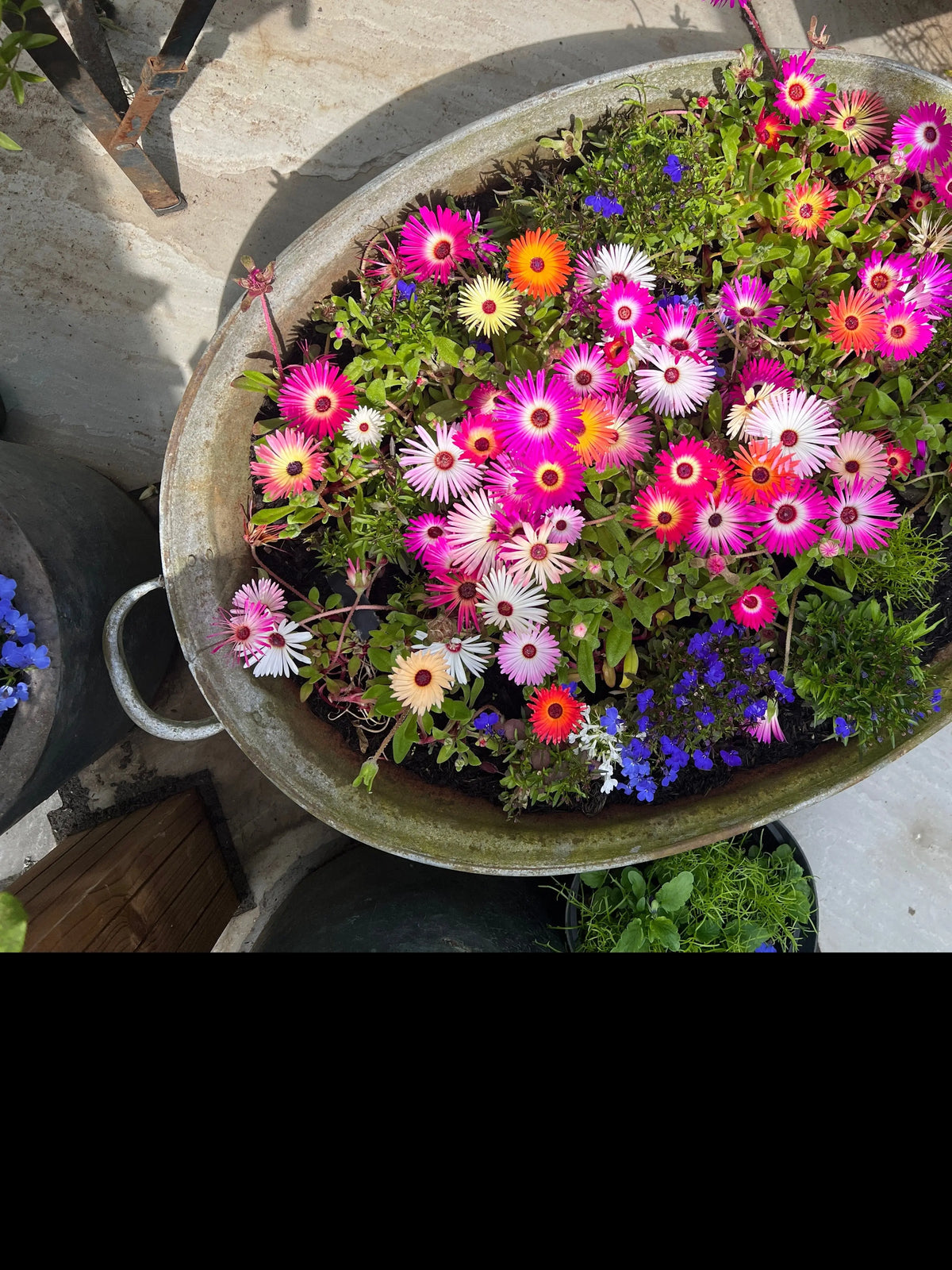 Metal tub overflowing with pink, white and purple Mesembryanthemum Harlequin beside seed packets