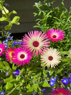 Pink, magenta and cream Mesembryanthemum Harlequin blooms with small blue flowers in bright sun