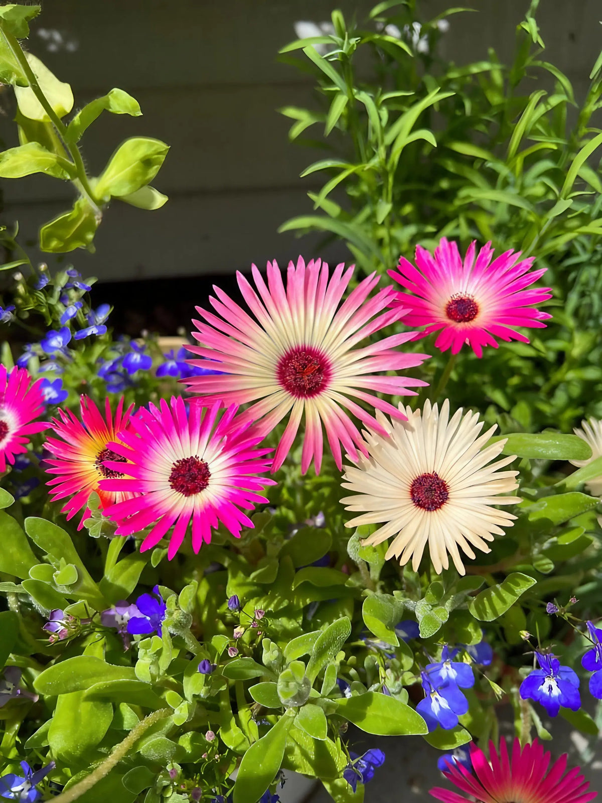 Pink, magenta and cream Mesembryanthemum Harlequin blooms with small blue flowers in bright sun