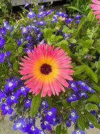 Pink and yellow Mesembryanthemum Harlequin flower surrounded by small purple and blue flowers