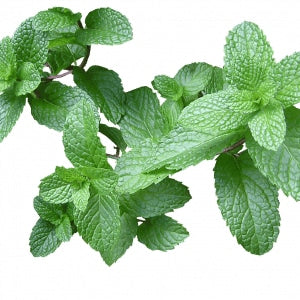 Fresh mint leaves showcasing vibrant green colors and textured surface, ideal for culinary uses.