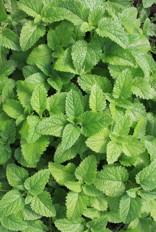 Lush green leaves of Lemon Mint, a perennial plant with a citrus aroma, ideal for gardens and culinary uses.