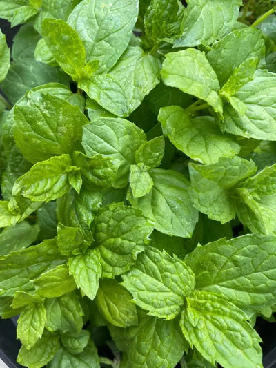 Close-up of Bishy Barnabees Cottage Garden Mint Peppermint leaves, showcasing their textured, vibrant green surfaces with visible veins and gently jagged edges—a fresh kitchen garden essential.