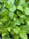 Mint Peppermint (Mentha × piperita) – close-up of textured green leaves with jagged edges