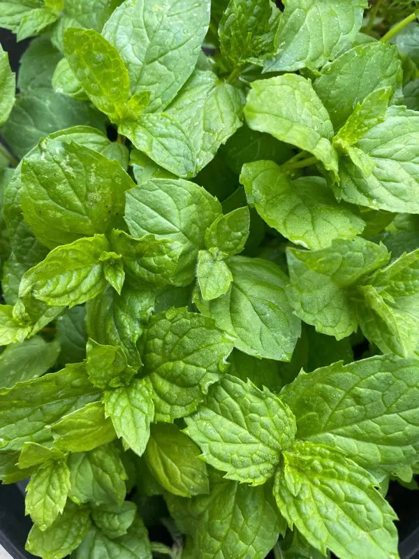 Close-up of Bishy Barnabees Cottage Garden Mint Peppermint leaves, showcasing their textured, vibrant green surfaces with visible veins and gently jagged edges—a fresh kitchen garden essential.