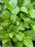 Fresh mint peppermint leaves, ideal for tea and culinary uses, known for its strong scent and pest-repellent properties.