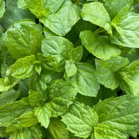 Close-up of Bishy Barnabees Cottage Garden Mint Peppermint leaves, showcasing their textured, vibrant green surfaces with visible veins and gently jagged edges—a fresh kitchen garden essential.