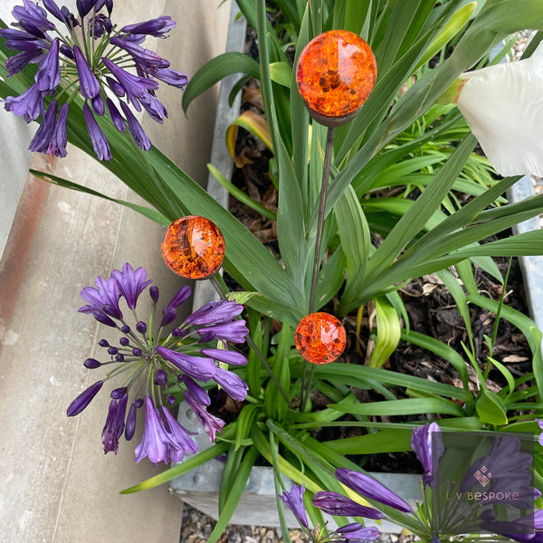 Glass Orb Cluster of 3 – orange crackle-glass orbs among agapanthus in a planter