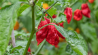 Naga Bengle Chilli plant with red wrinkled pods among green leaves