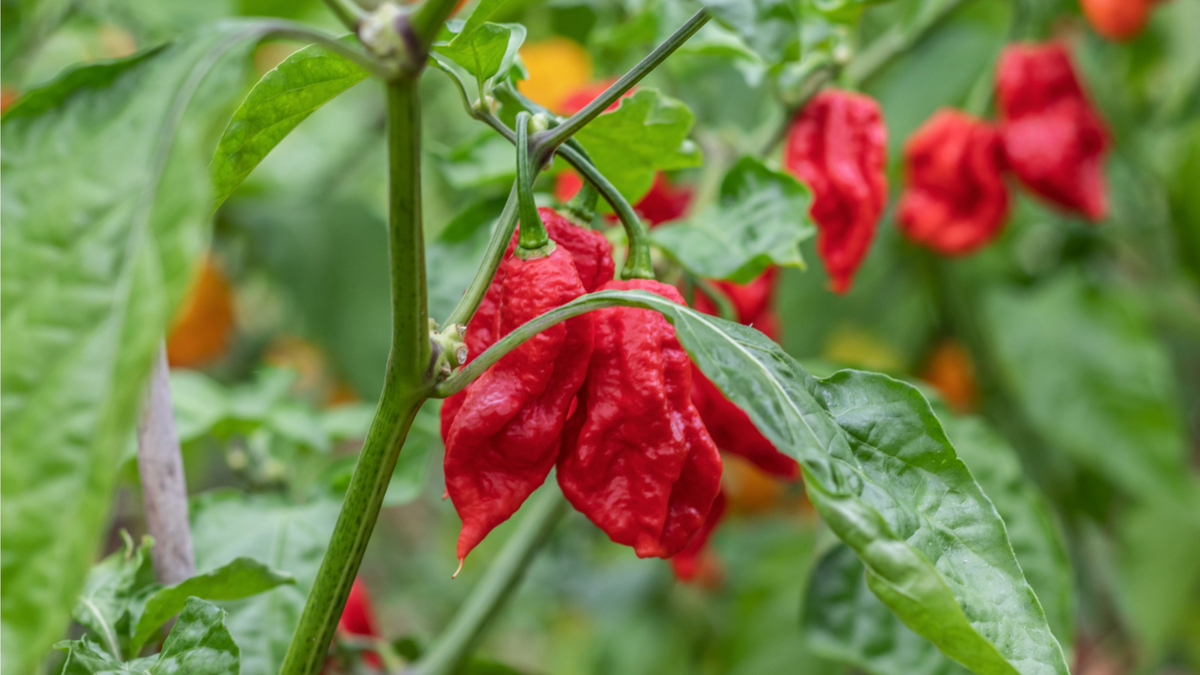 Naga Bengle Chilli plant with red wrinkled pods among green leaves
