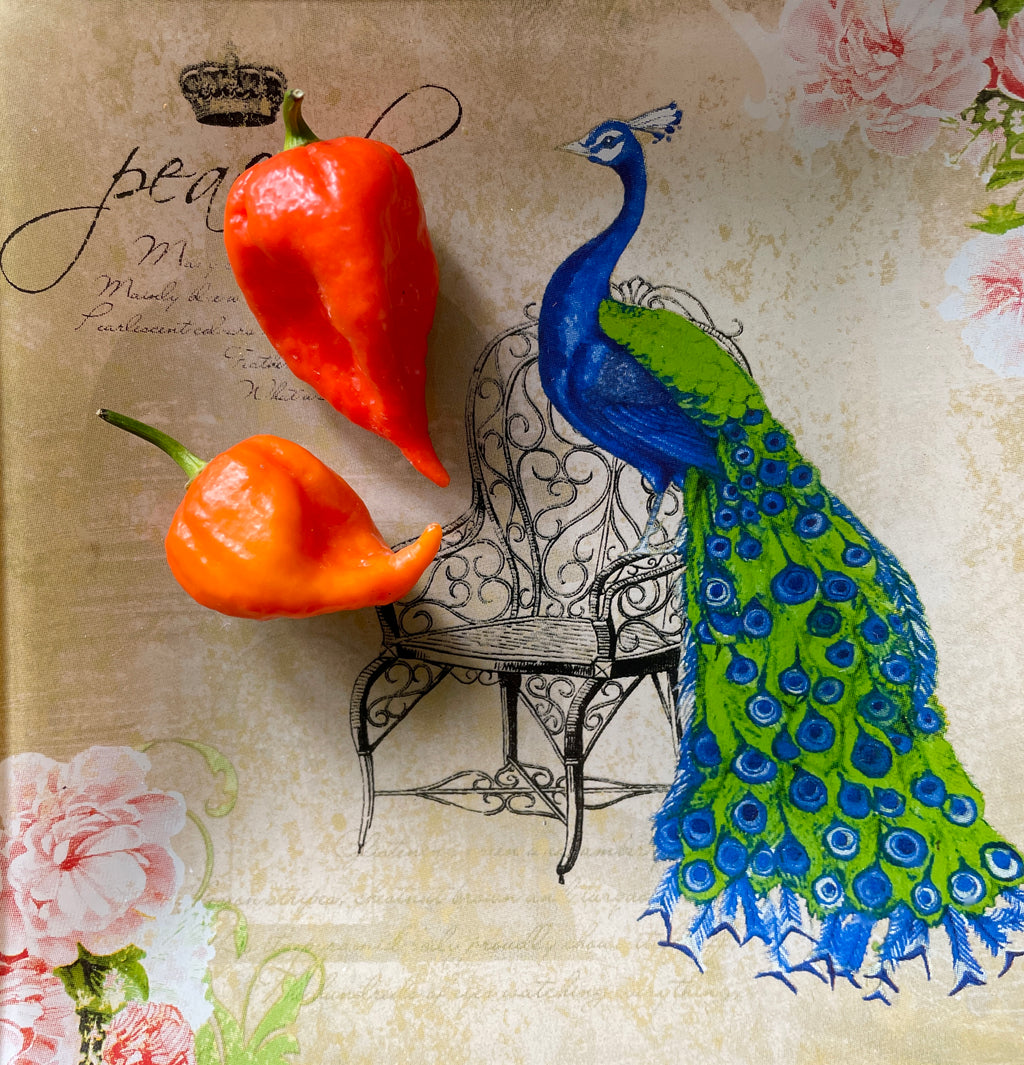 Two ripe orange-red Naga Viper Chilli pods on a vintage peacock print