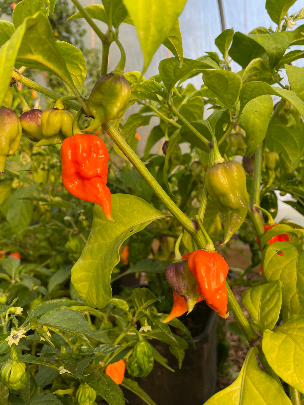 Naga Viper Chilli plant bearing orange pods among bright green leaves