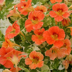 Close-up of Nasturtium Alaska Apricot soft orange flowers with darker veins