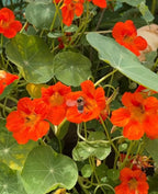 Bee hovering above bright orange Nasturtium Tom Thumb flowers