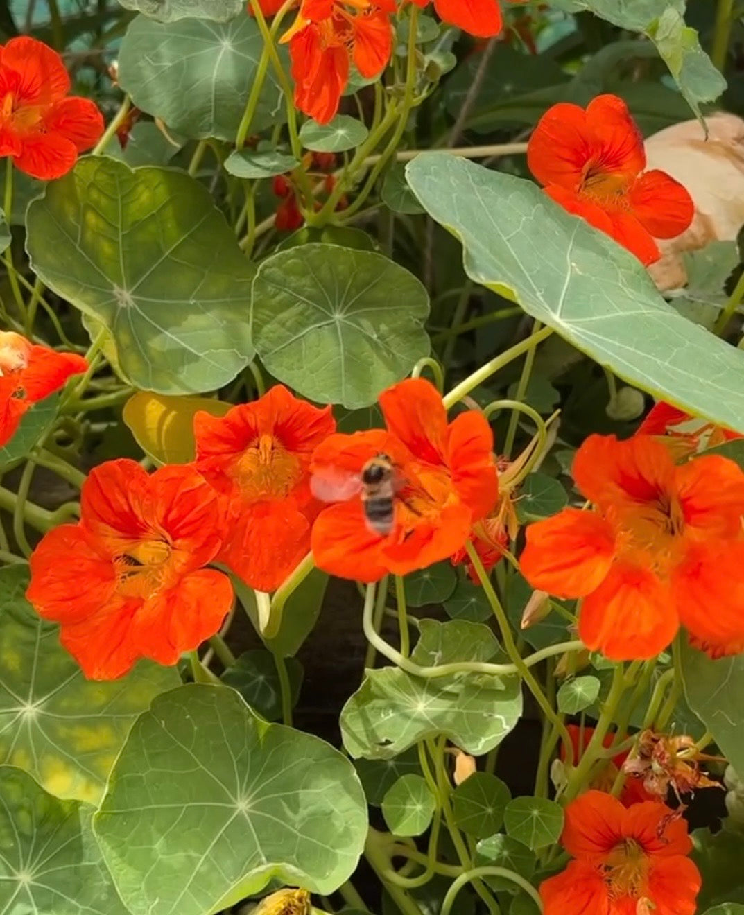 Bee hovering above bright orange Nasturtium Tom Thumb flowers