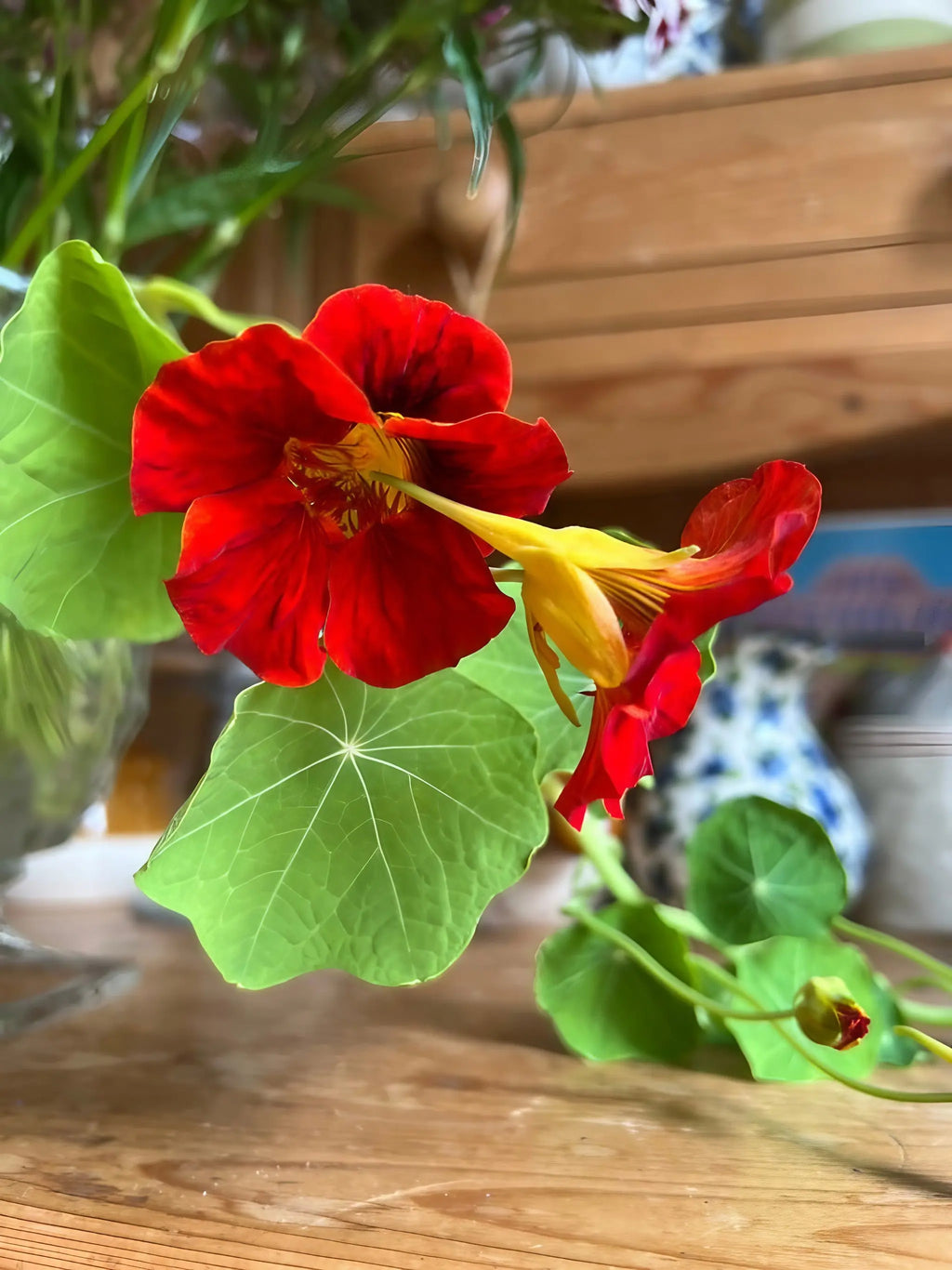 Red and yellow Nasturtium Tom Thumb flowers with round leaves in a glass vase on a wooden table