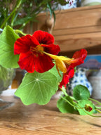 Red and yellow Nasturtium Tom Thumb flowers with round leaves in a glass vase on a wooden table