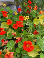 Garden bed of Nasturtium Tom Thumb in orange, red and yellow with a few blue flowers