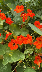 Bee feeding on an orange Nasturtium Tom Thumb flower among round green leaves