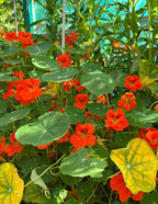 Dense orange Nasturtium Tom Thumb flowers with some yellowing leaves in sunlight