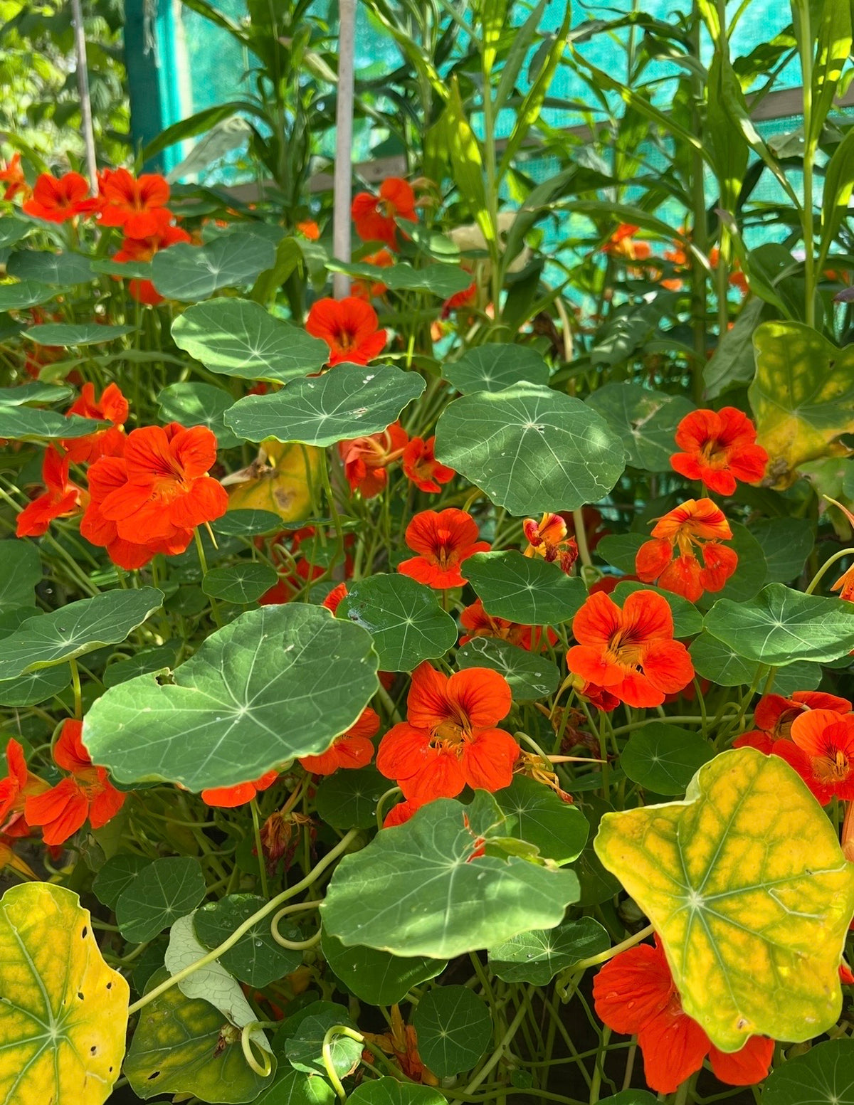Dense orange Nasturtium Tom Thumb flowers with some yellowing leaves in sunlight