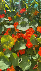 Vivid orange Nasturtium Tom Thumb flowers with round green leaves in sunshine