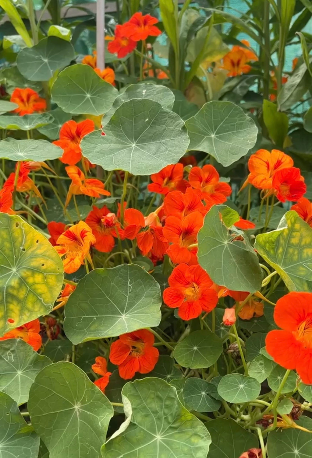 Nasturtium Tom Thumb orange blooms above veined, round green leaves