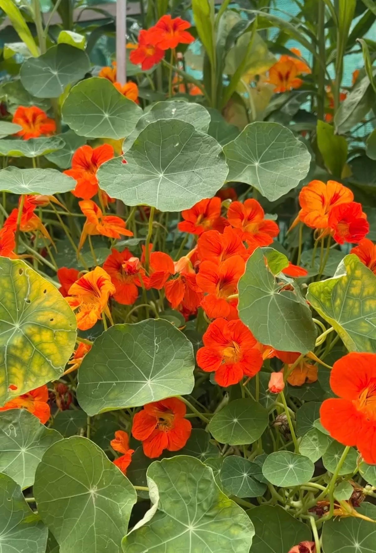 Nasturtium Tom Thumb orange blooms above veined, round green leaves
