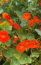Compact Nasturtium Tom Thumb plants with lush leaves and bright orange flowers