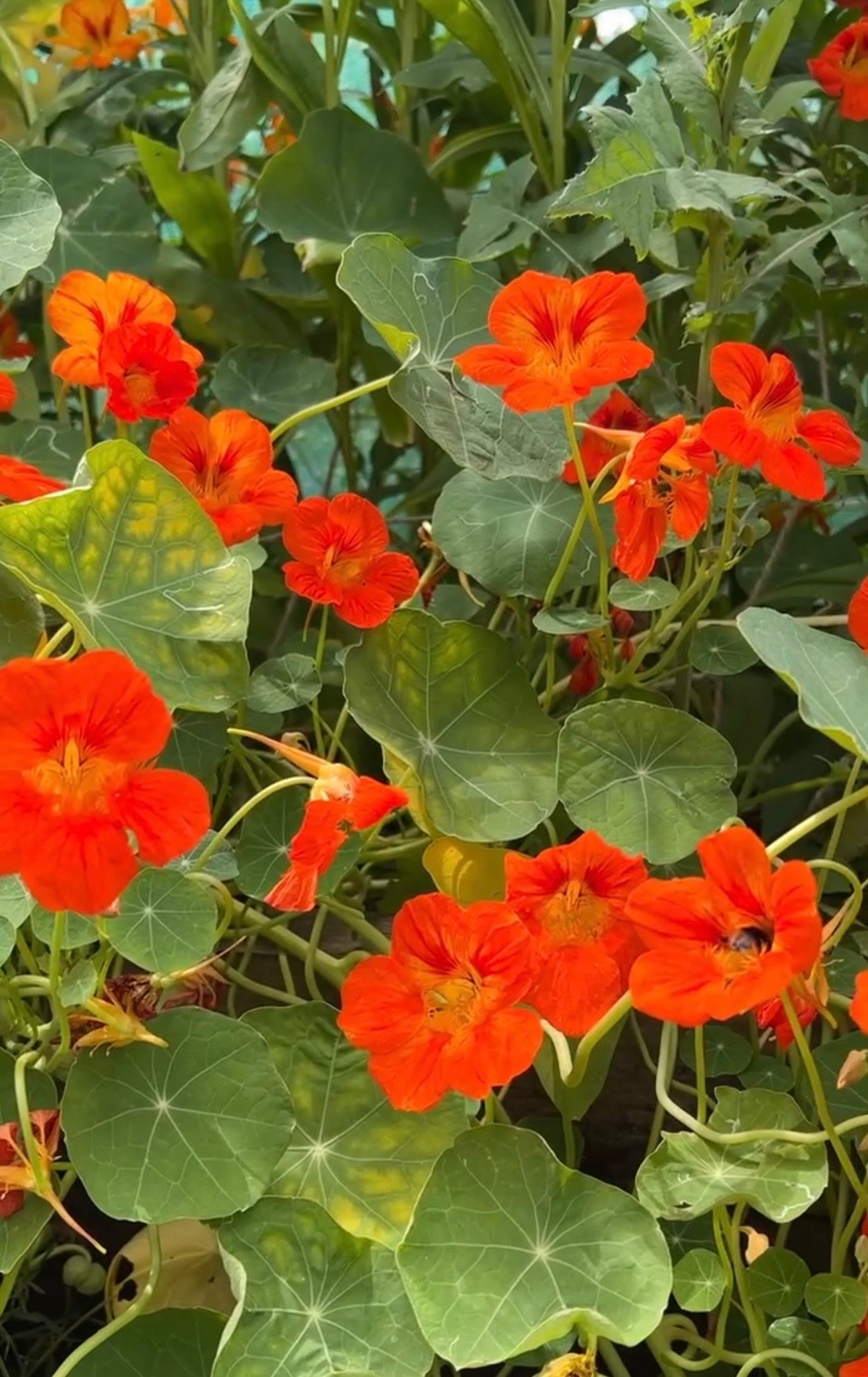 Compact Nasturtium Tom Thumb plants with lush leaves and bright orange flowers