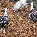 Chicken Coop Chips - Hardwood Bedding for Coops & Runs | Bulk Bags