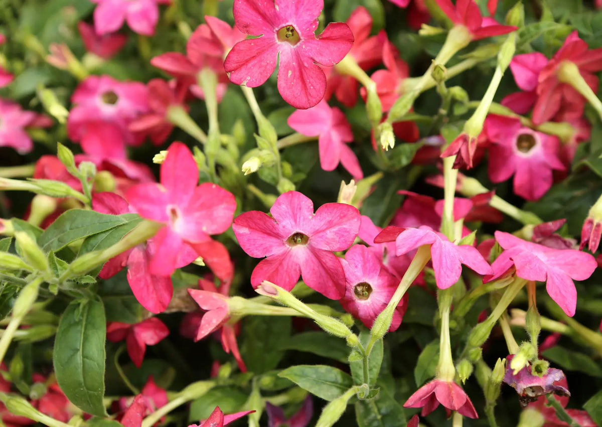 Clusters of pink five-petalled Nicotiana Sensation Mixed flowers among green leaves