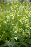 Nicotiana Starlight Dancer – mass of lime-green and white starry flowers