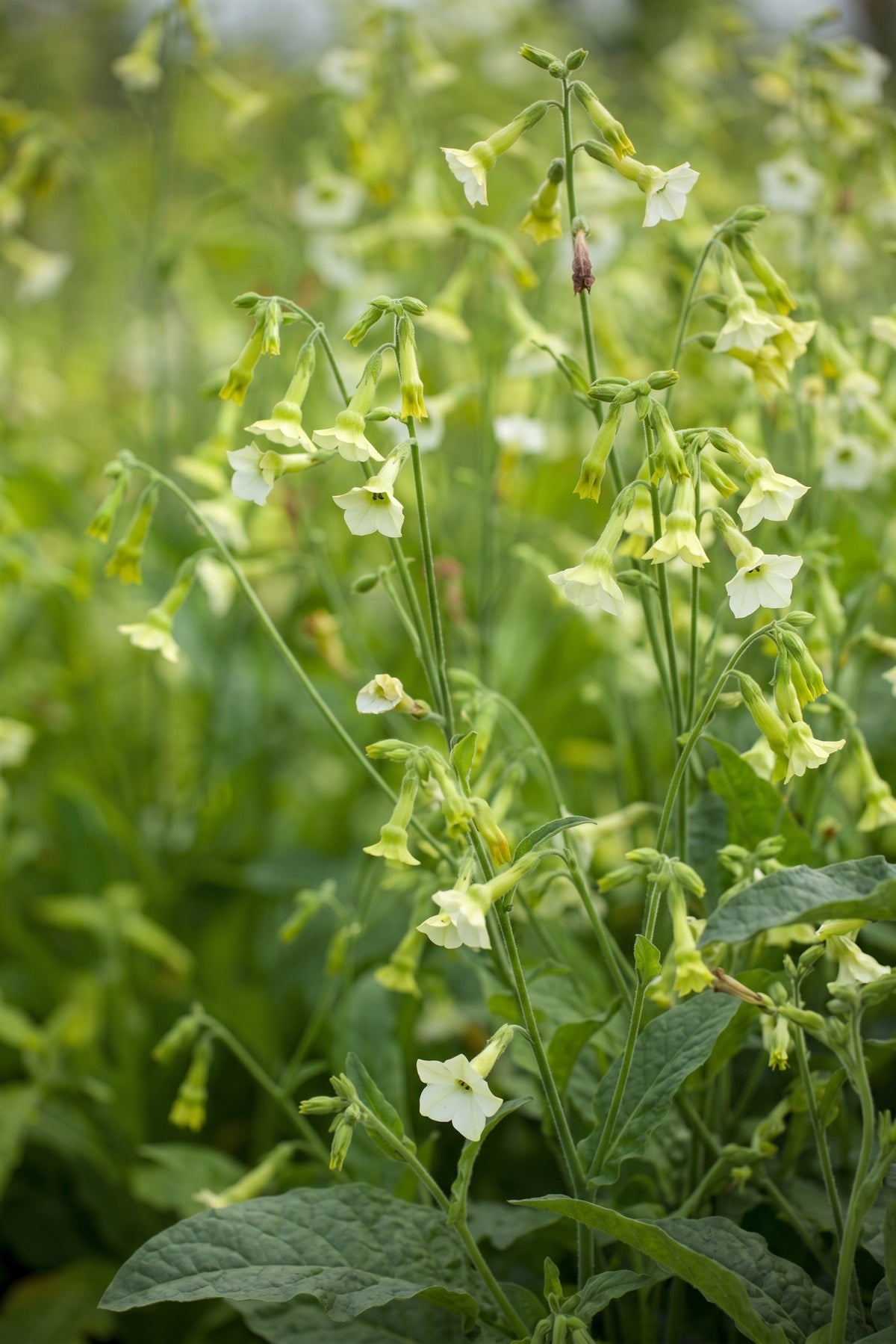 Nicotiana Starlight Dancer – mass of lime-green and white starry flowers