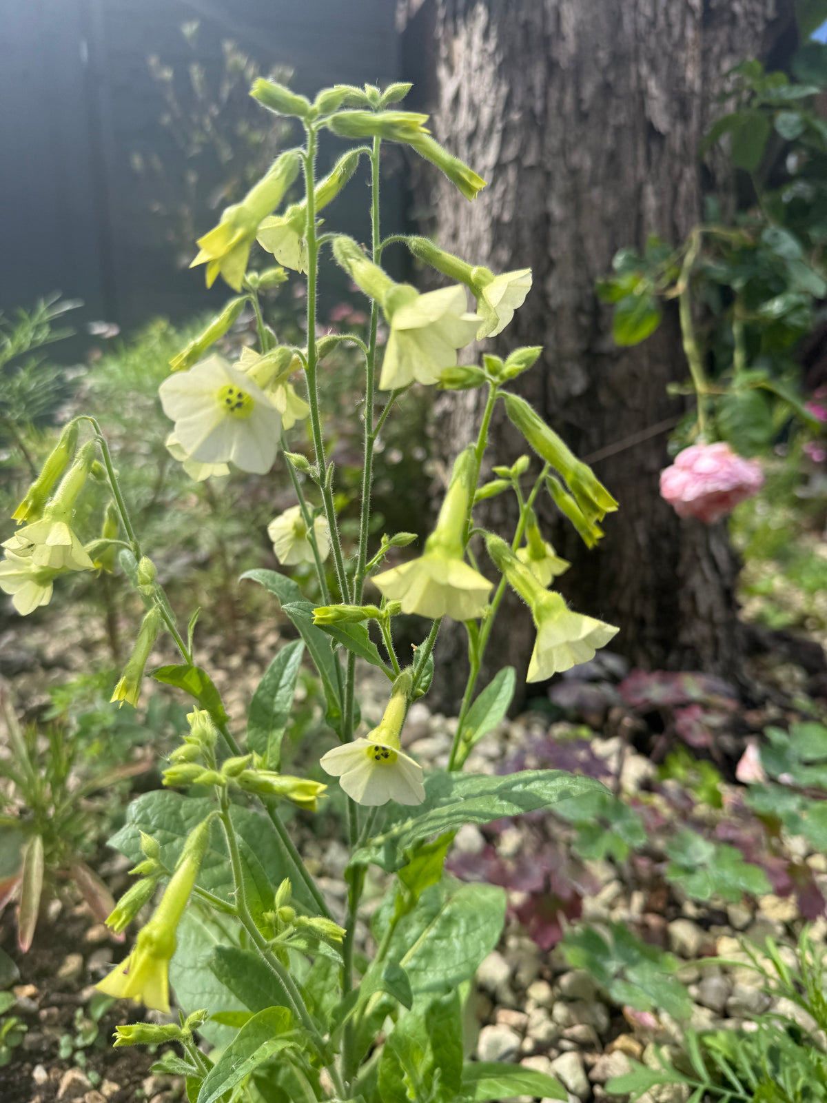 Nicotiana Starlight Dancer with pale green trumpets beside a tree trunk in a border