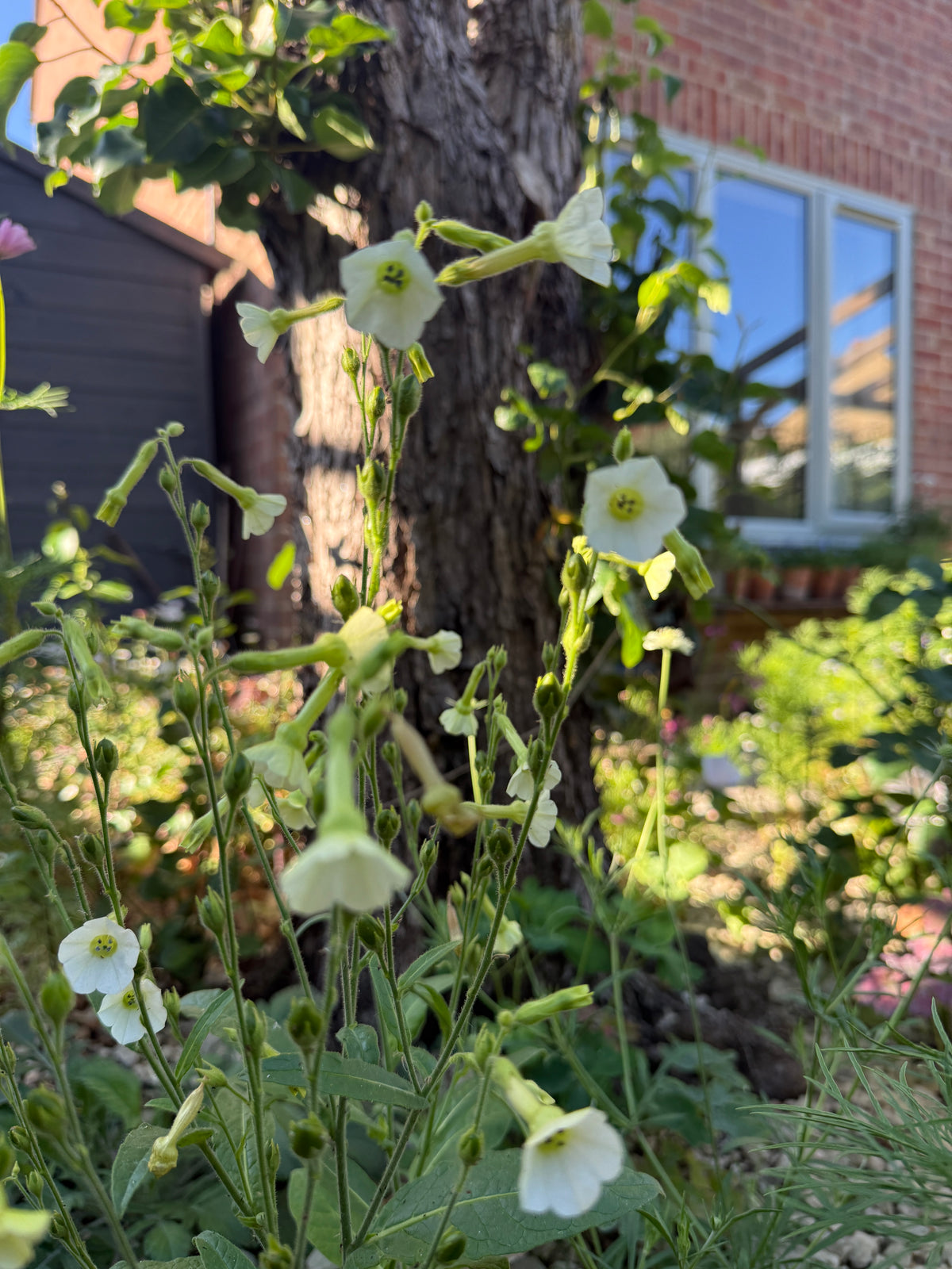 Nicotiana Starlight Dancer flowering by a tree trunk and cottage window