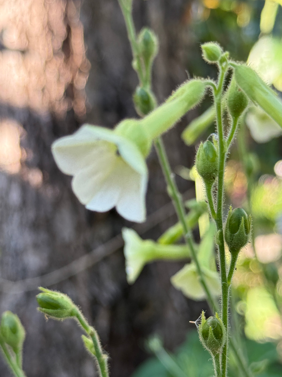 Close-up of a creamy white Nicotiana Starlight Dancer trumpet flower and buds