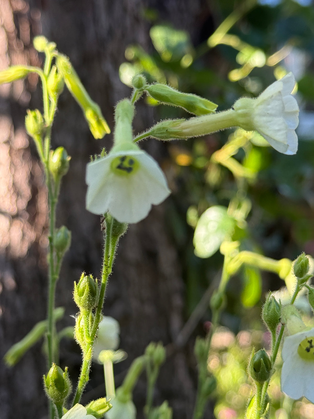 Nicotiana Starlight Dancer white flowers on slender stems against dark bark