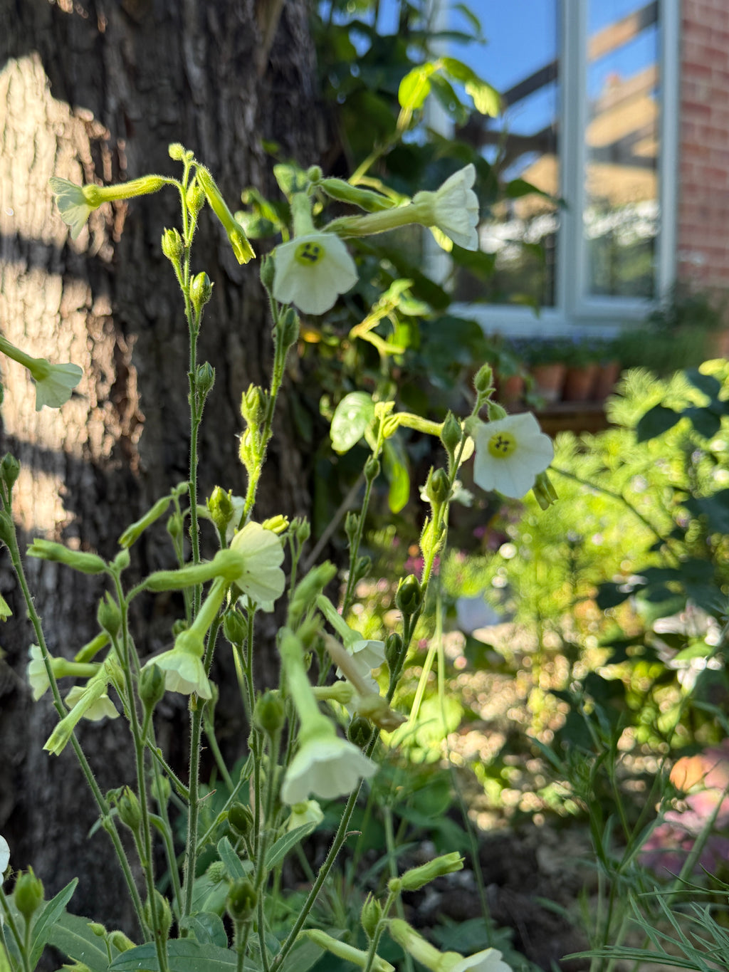 Tall Nicotiana Starlight Dancer plants with nodding pale flowers by a window
