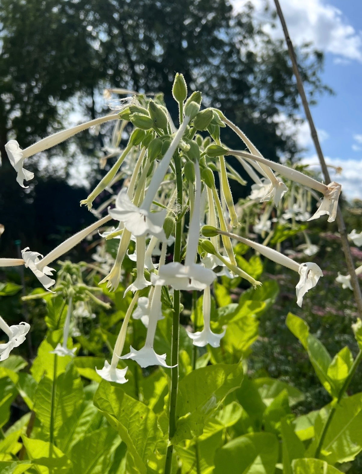 Clusters of slender white Nicotiana White Trumpets flowers among bright green leaves